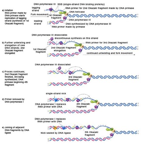 DNA Replication Steps and Process .